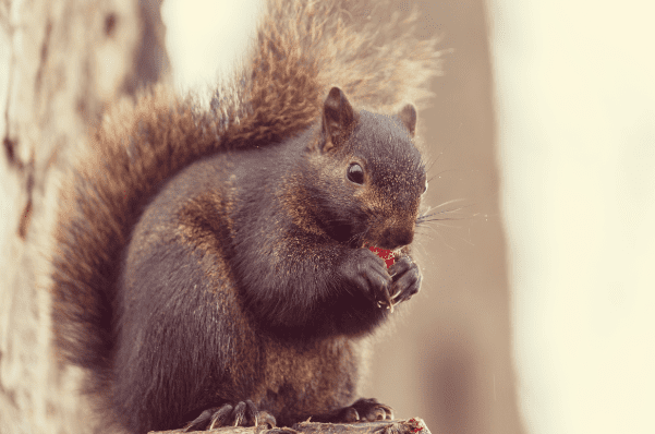 Squirrel Removal Louisville  Pest Control & Attic Repair