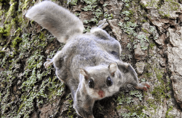 Wildlife & Pest Removal in Louisville, KY | Animal Ridders