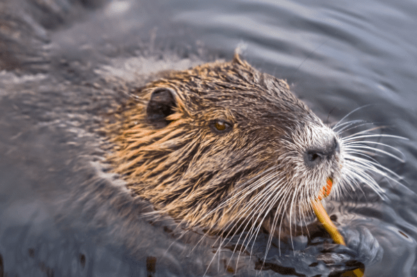 Wildlife Removal & Critter Control in Louisville, KY | Animal Ridders