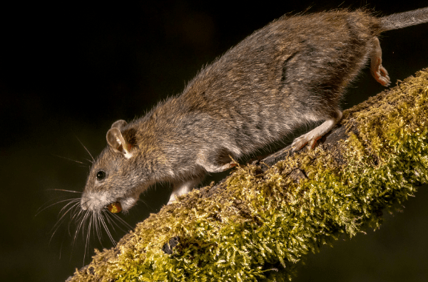 Wildlife & Critter Control in Louisville, KY | Animal Ridders