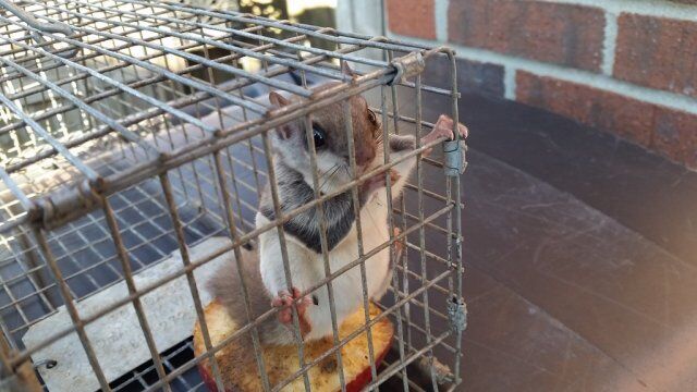 Animal Ridger Wildlife Management in Louisville, KY | Animal Ridders