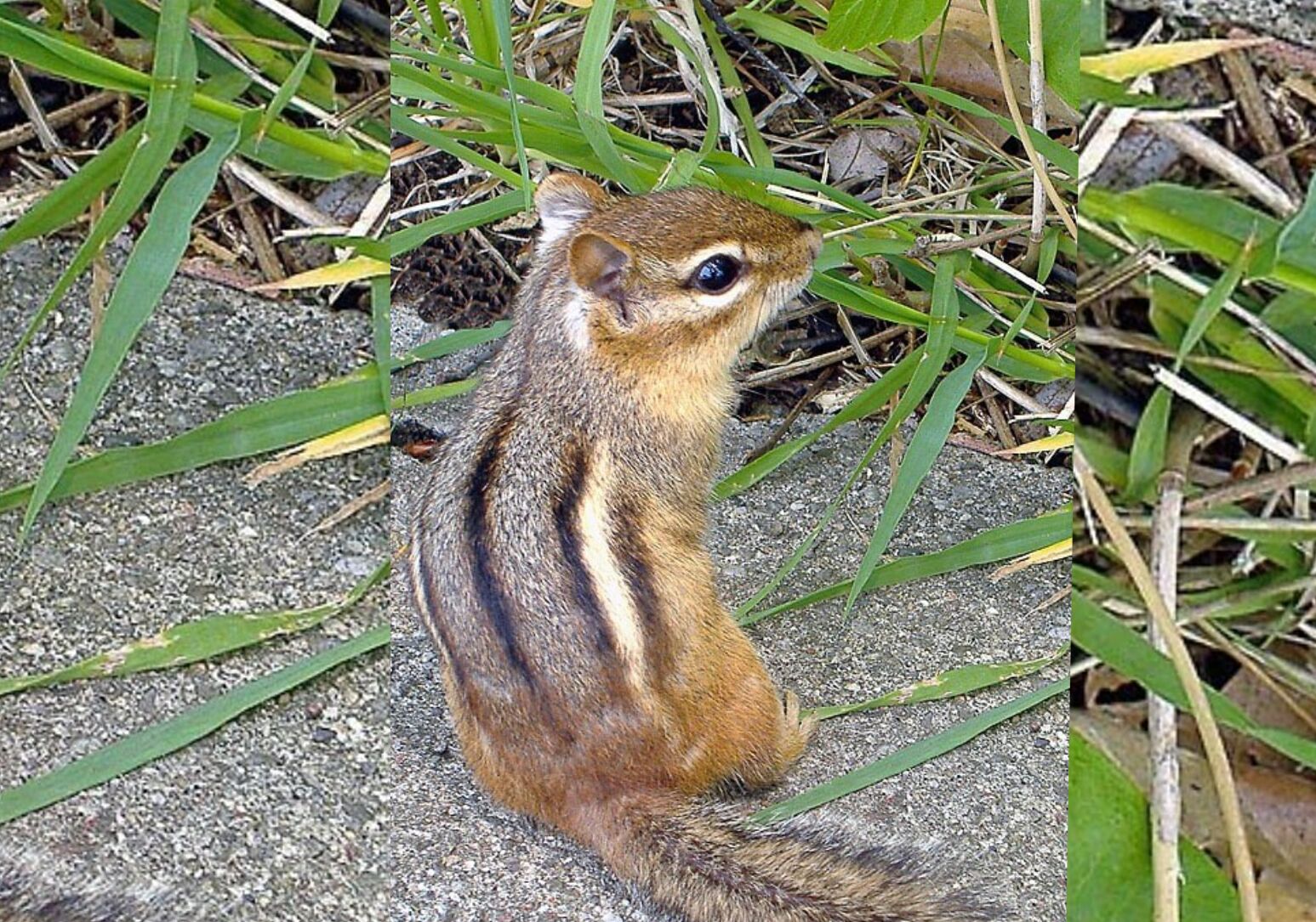 Wildlife & Critter Control in Louisville, KY | Animal Ridders