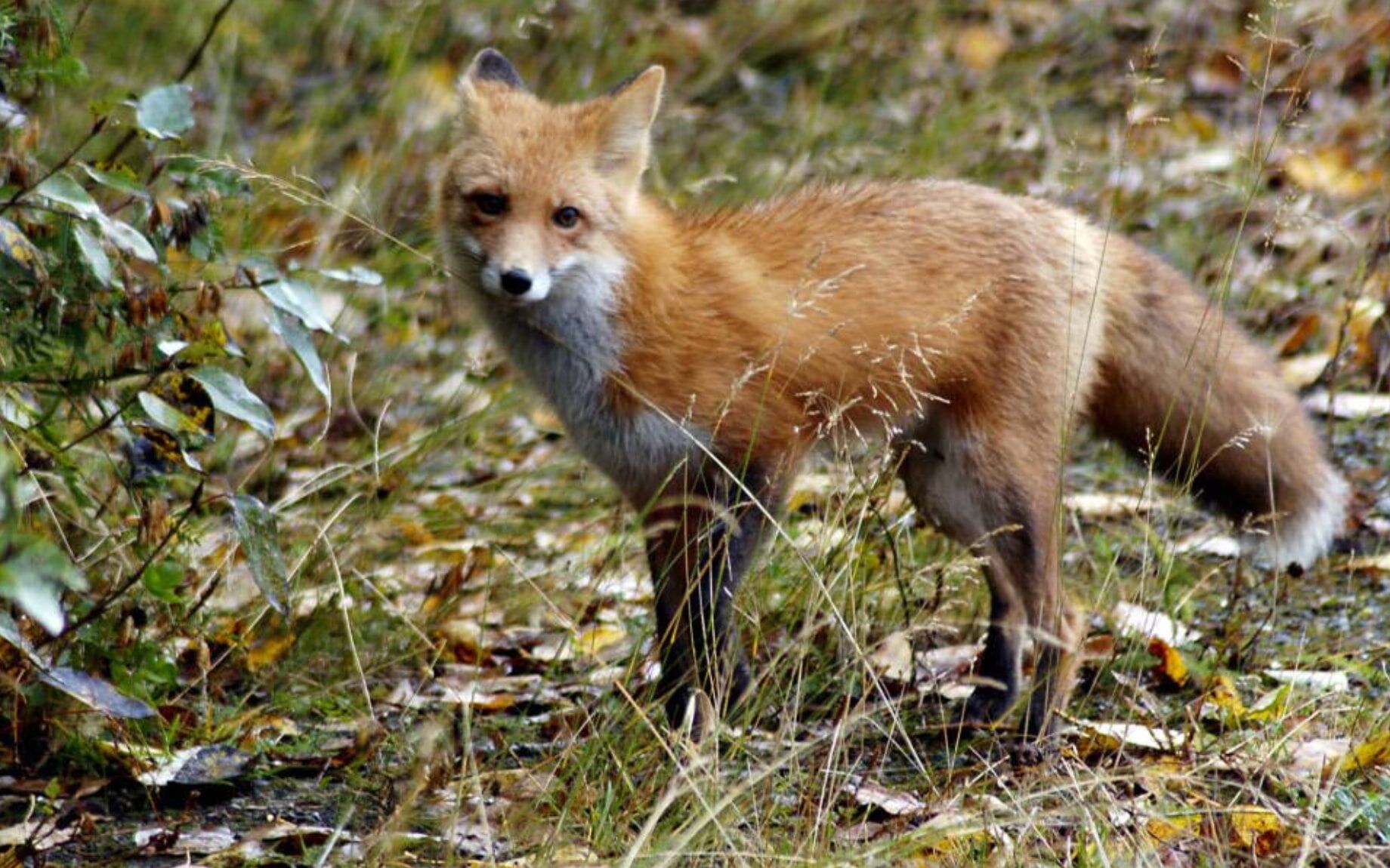 Wildlife & Critter Control in Louisville, KY | Animal Ridders