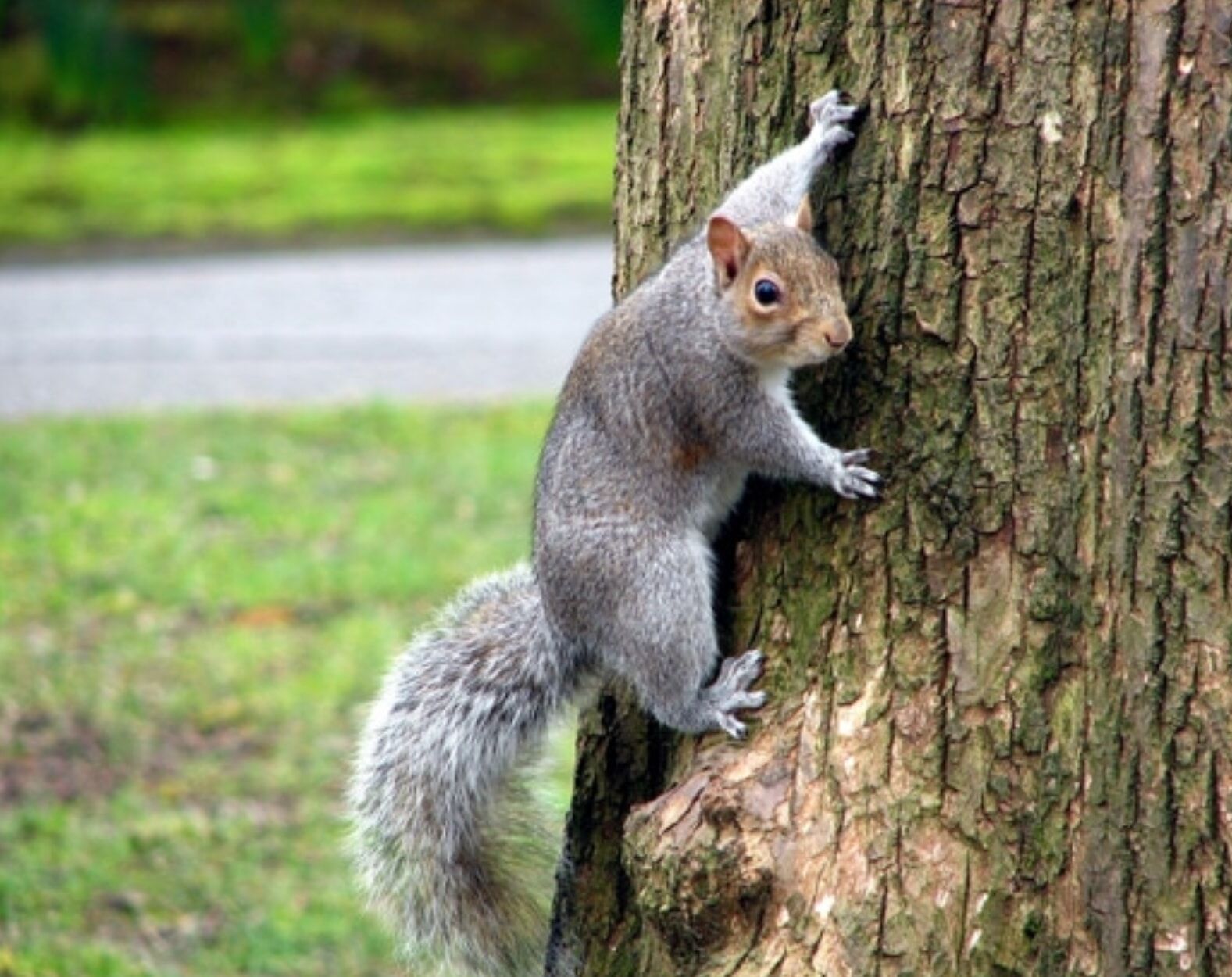 Wildlife & Critter Control in Louisville, KY | Animal Ridders